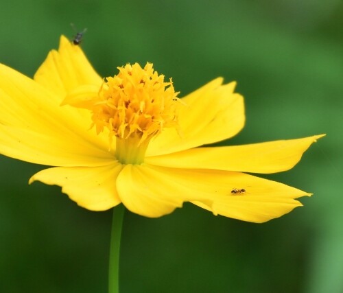 アリと花